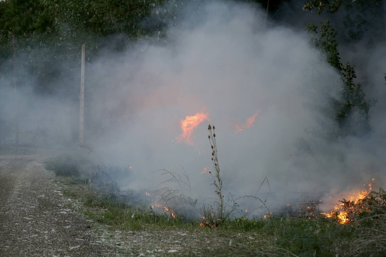 Incendio en la chopera situada junto al puente de Villamuriel de Cerrato (Palencia)