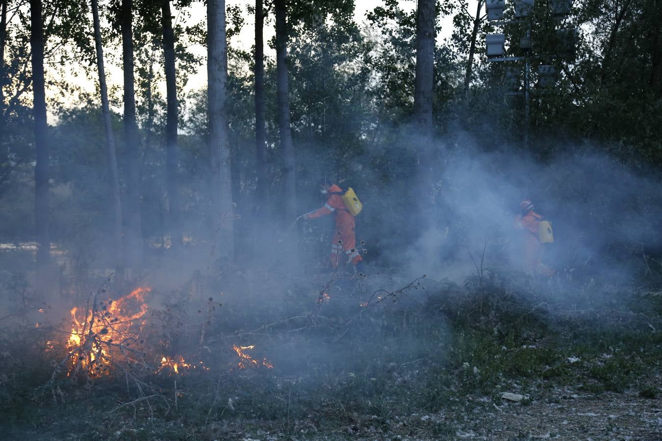 Incendio en la chopera situada junto al puente de Villamuriel de Cerrato (Palencia)