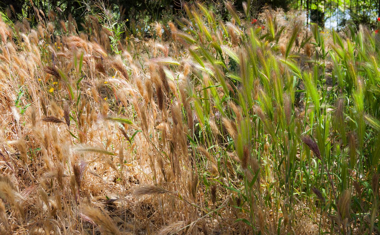 El otro Valladolid XIII: barrio de La Rondilla (1ª parte)
