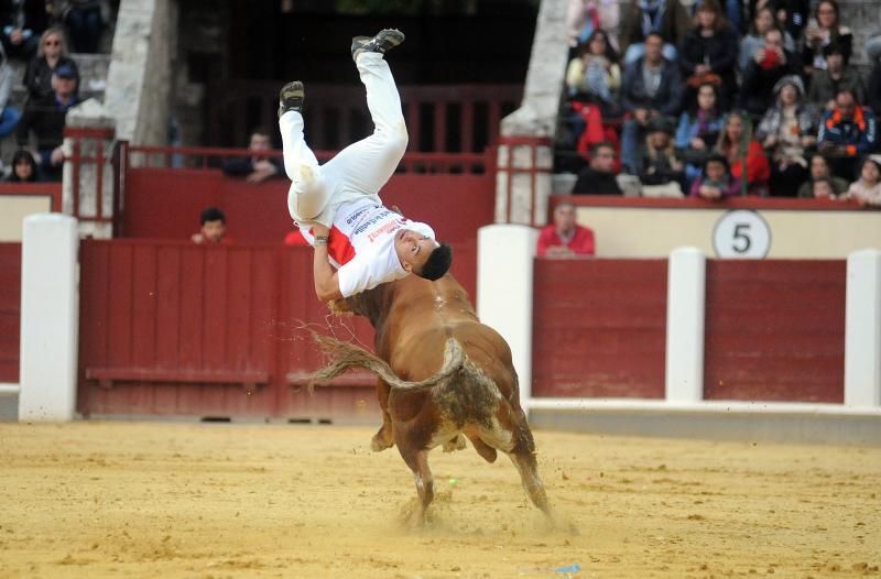 Concurso de Cortes en Valladolid