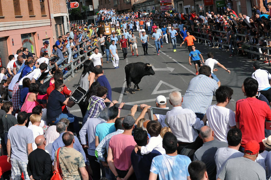 Toro de la Feria de Medina del Campo