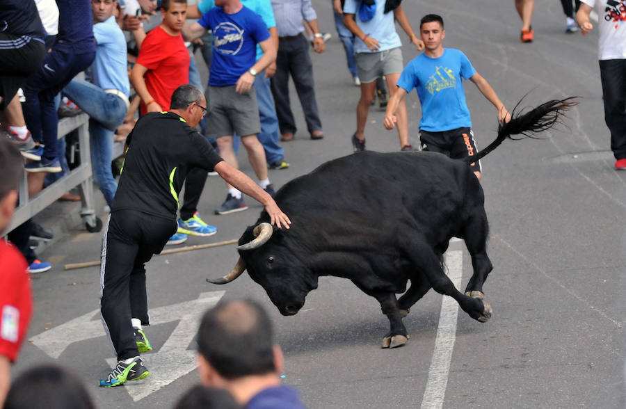 Toro de la Feria de Medina del Campo