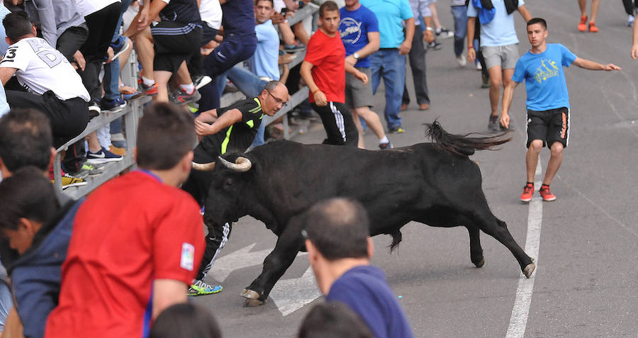 Toro de la Feria de Medina del Campo