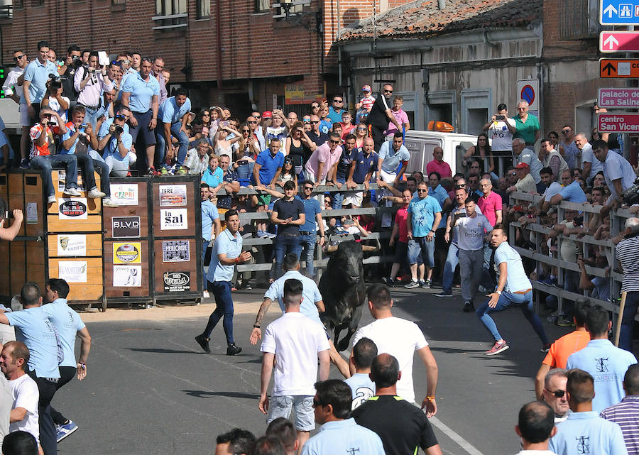Toro de la Feria de Medina del Campo