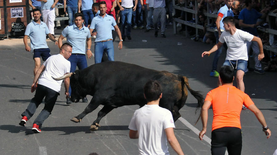 Toro de la Feria de Medina del Campo