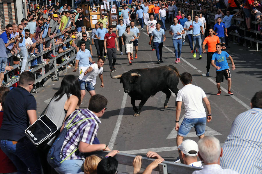 Toro de la Feria de Medina del Campo