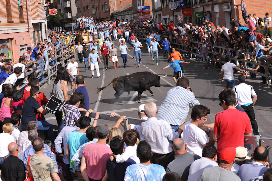 Toro de la Feria de Medina del Campo
