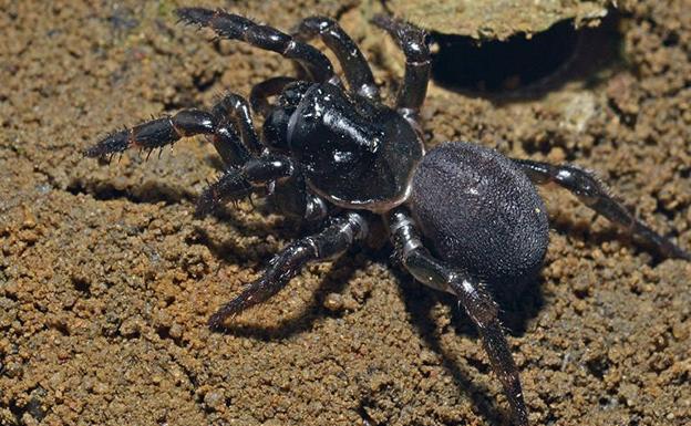 La araña trampera llegó a Australia hace dos millones de años tras partir de África.