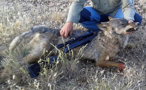 Lobo abatido por un cazador en Castilla y León. 