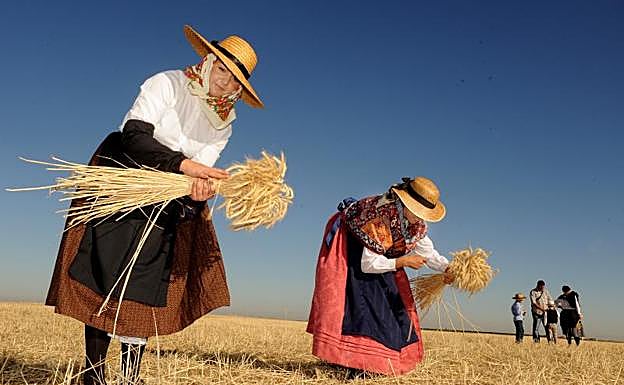 Fiesta de la Siega en Nava del Rey. 