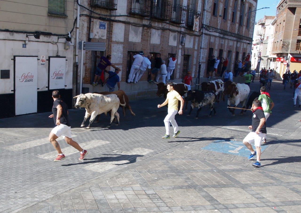 Encierro matinal del domingo en Íscar