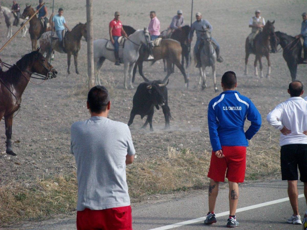Segundo encierro campero de Íscar