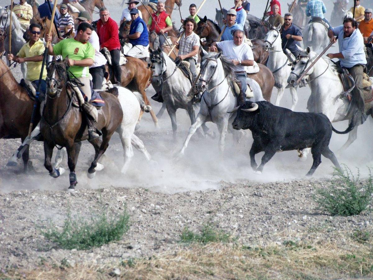 Segundo encierro campero de Íscar