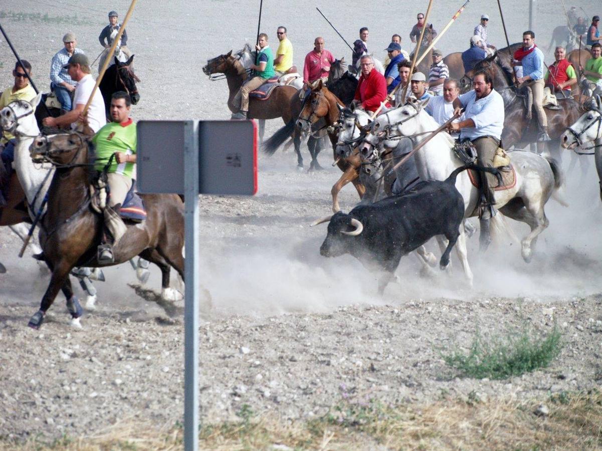 Segundo encierro campero de Íscar