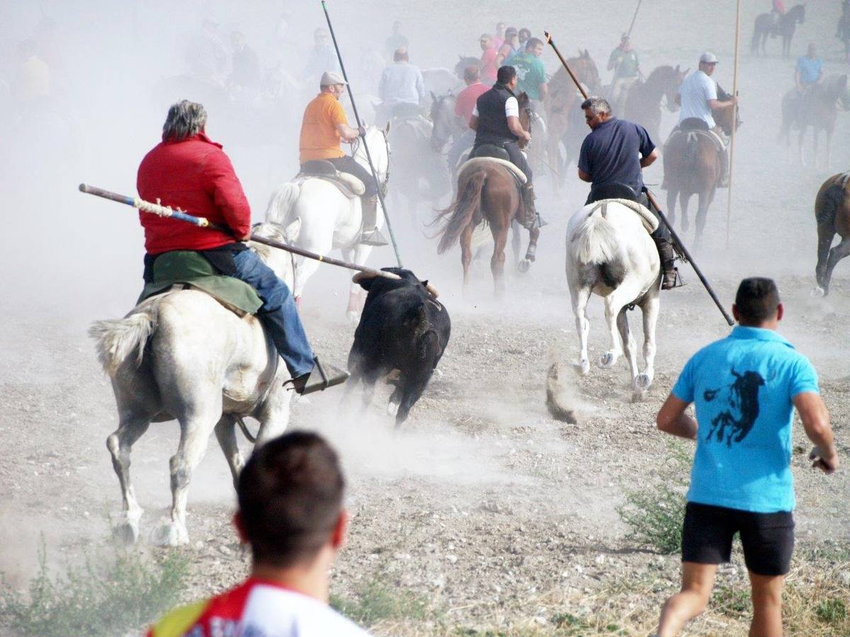 Segundo encierro campero de Íscar