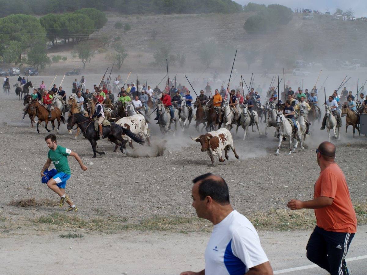 Segundo encierro campero de Íscar