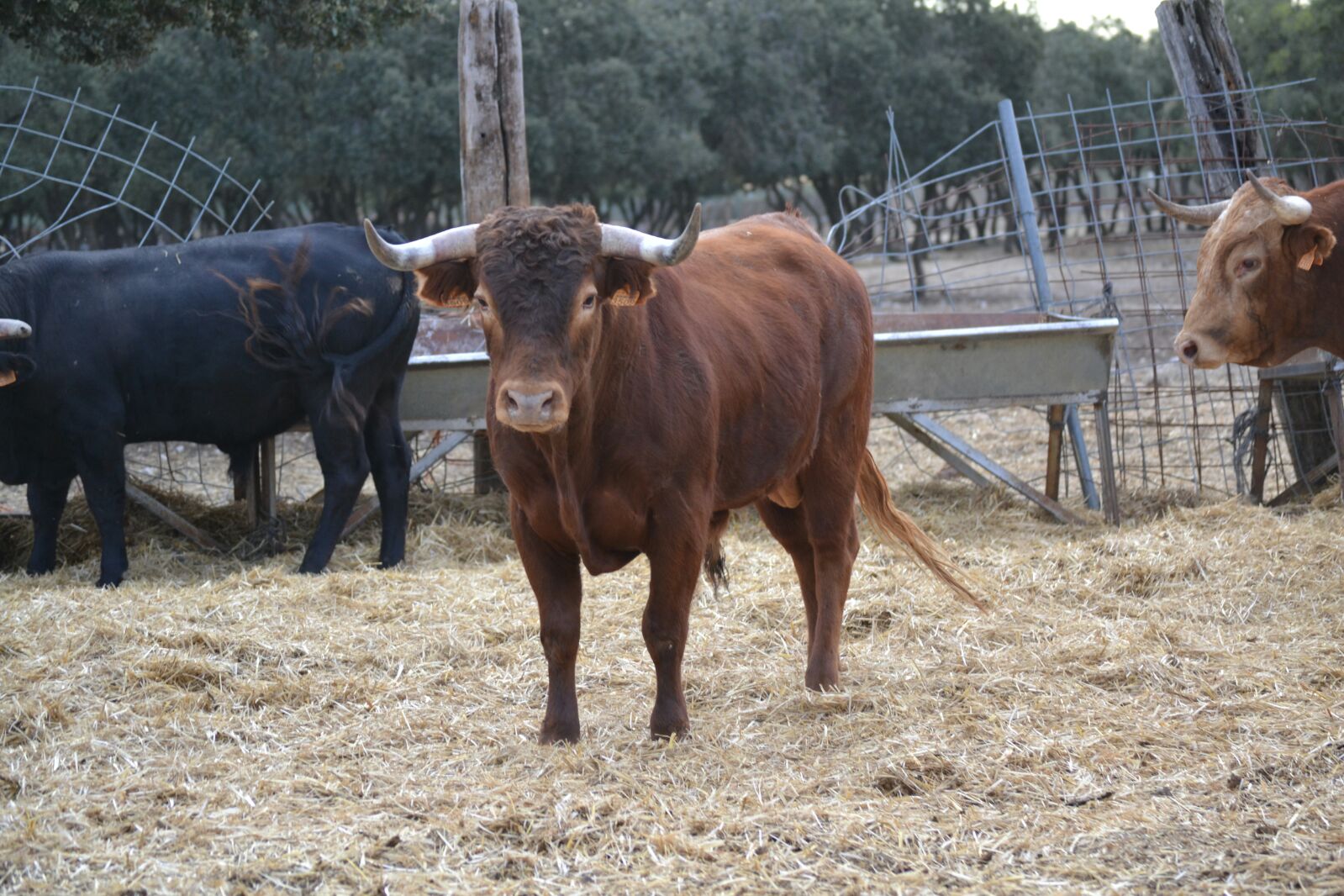 Estos son los novillos para las fiestas de Tudela de Duero