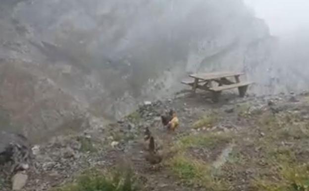 Un grupo de gallinas pasea por la montaña bajo la nieve en Picos de Europa