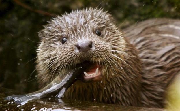 El CRAS de Villaralbo recibió más de 250 animales el año pasado