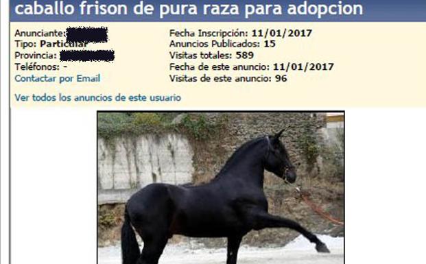 Detenido en Barcelona por estafar a un vallisoletano con la adopción de un caballo frisón