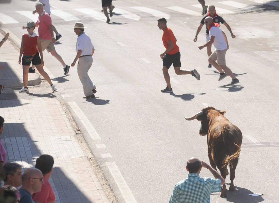 Los toros fueron protagonistas ayer de las fiestas. Por la mañana el encierro calentó motores para los cortes que se disfrutaron por la tarde.