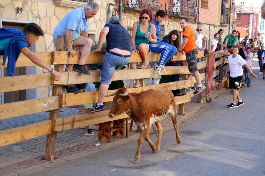 Torquemada vivió su jornada grande, con unos encierros que llevaron a las calles a jóvenes y mayores para disfrutar de los novillos. 