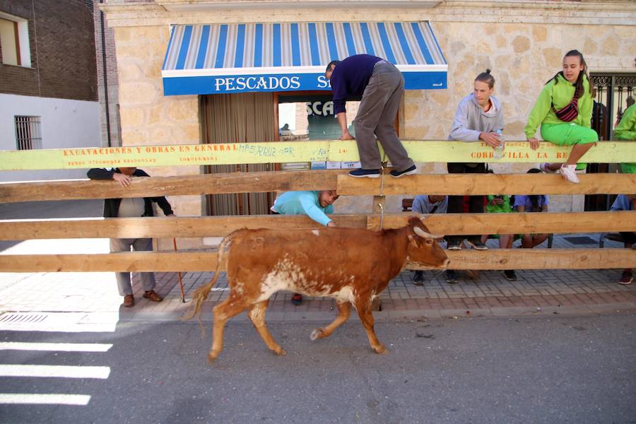 Torquemada vivió su jornada grande, con unos encierros que llevaron a las calles a jóvenes y mayores para disfrutar de los novillos. 