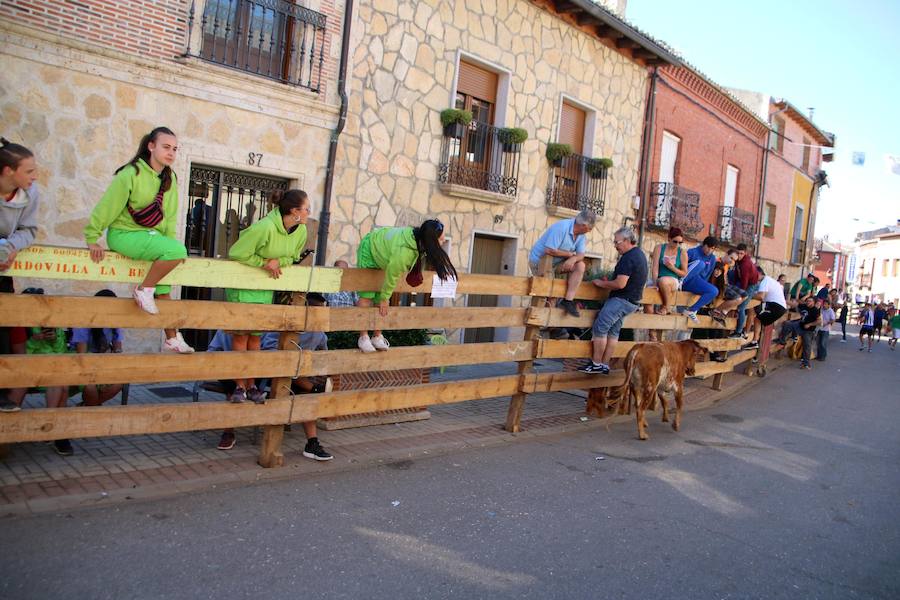 Torquemada vivió su jornada grande, con unos encierros que llevaron a las calles a jóvenes y mayores para disfrutar de los novillos. 