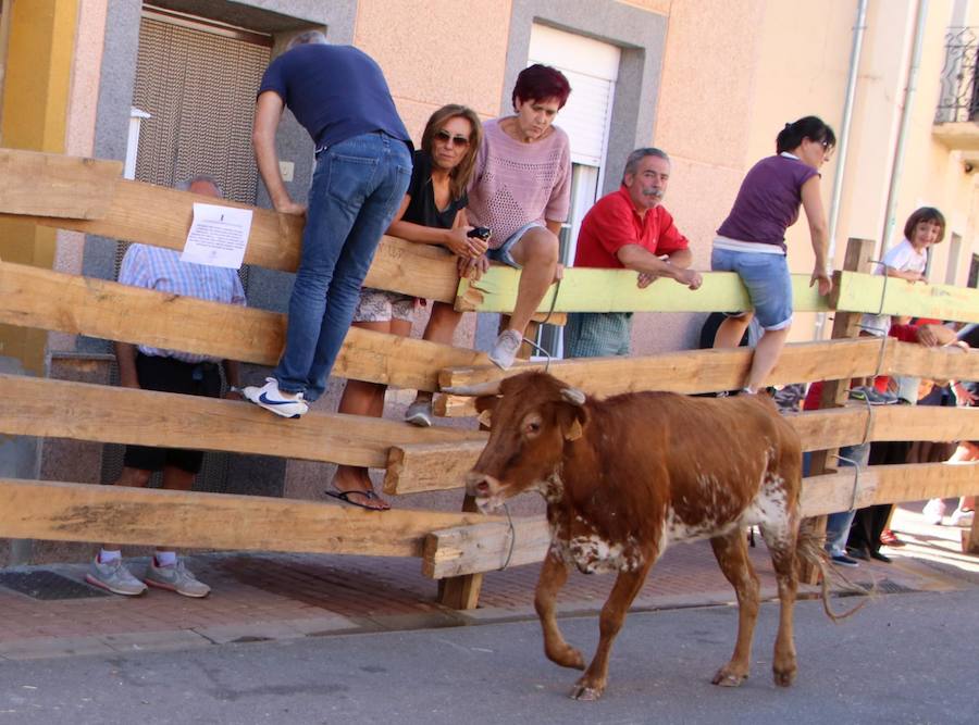 Torquemada vivió su jornada grande, con unos encierros que llevaron a las calles a jóvenes y mayores para disfrutar de los novillos. 