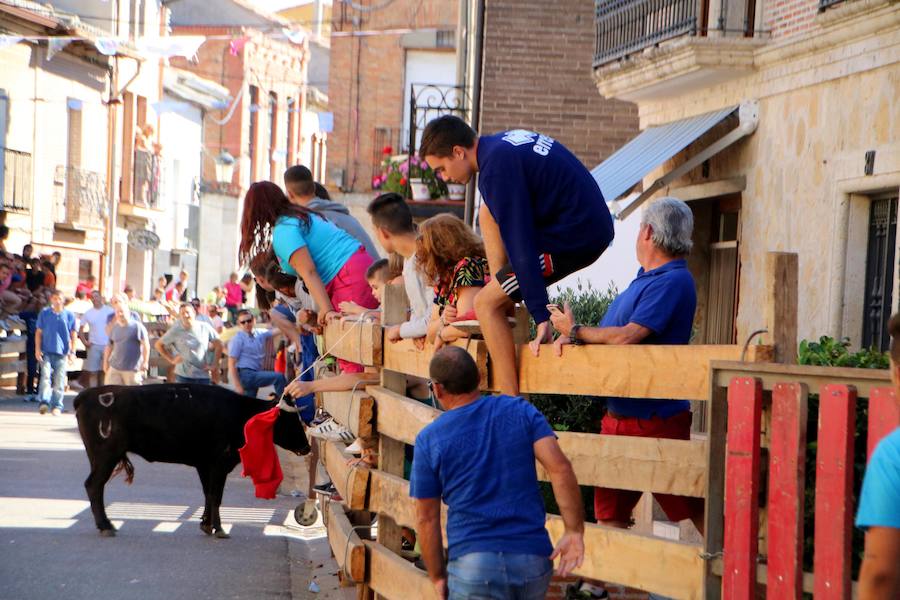 Torquemada vivió su jornada grande, con unos encierros que llevaron a las calles a jóvenes y mayores para disfrutar de los novillos. 