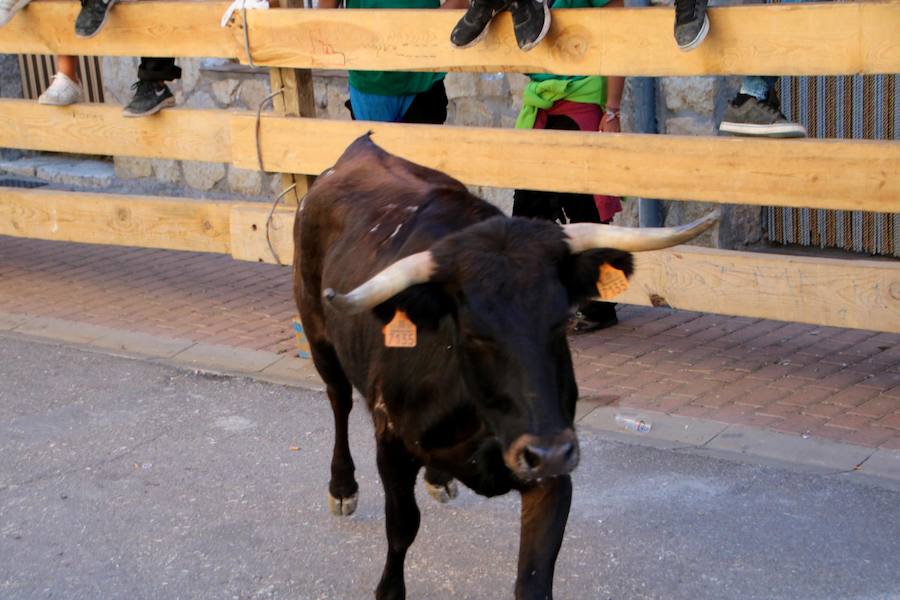 Torquemada vivió su jornada grande, con unos encierros que llevaron a las calles a jóvenes y mayores para disfrutar de los novillos. 