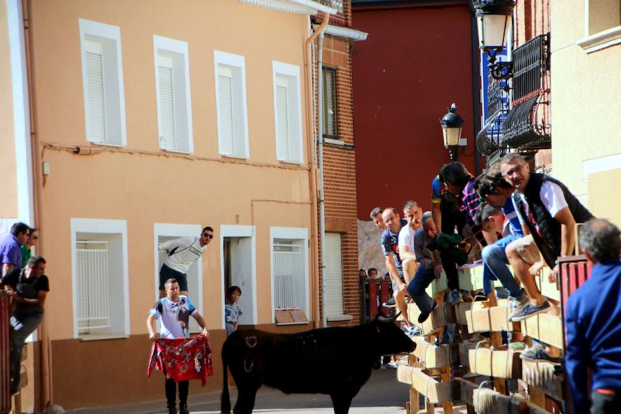 Torquemada vivió su jornada grande, con unos encierros que llevaron a las calles a jóvenes y mayores para disfrutar de los novillos. 
