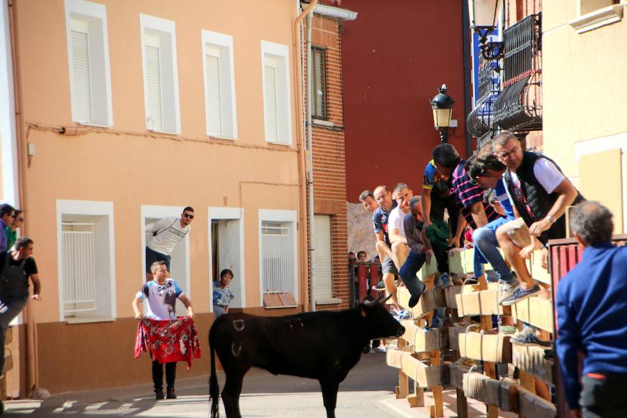 Torquemada vivió su jornada grande, con unos encierros que llevaron a las calles a jóvenes y mayores para disfrutar de los novillos. 