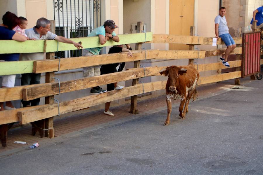 Torquemada vivió su jornada grande, con unos encierros que llevaron a las calles a jóvenes y mayores para disfrutar de los novillos. 