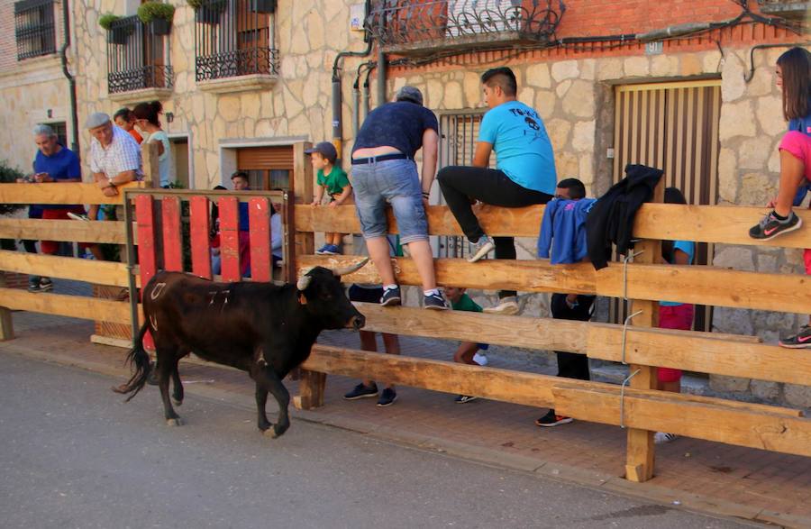 Torquemada vivió su jornada grande, con unos encierros que llevaron a las calles a jóvenes y mayores para disfrutar de los novillos. 