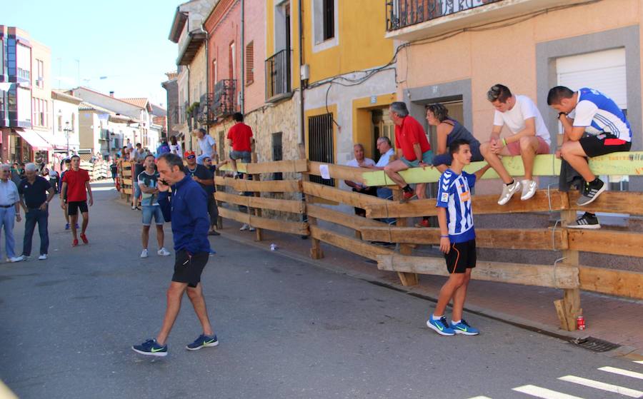 Torquemada vivió su jornada grande, con unos encierros que llevaron a las calles a jóvenes y mayores para disfrutar de los novillos. 