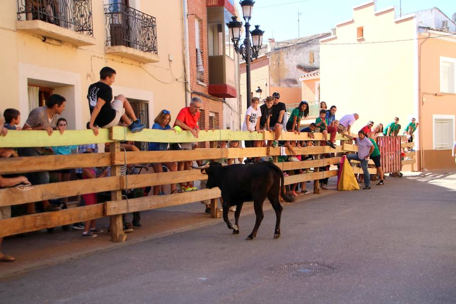 Torquemada vivió su jornada grande, con unos encierros que llevaron a las calles a jóvenes y mayores para disfrutar de los novillos. 