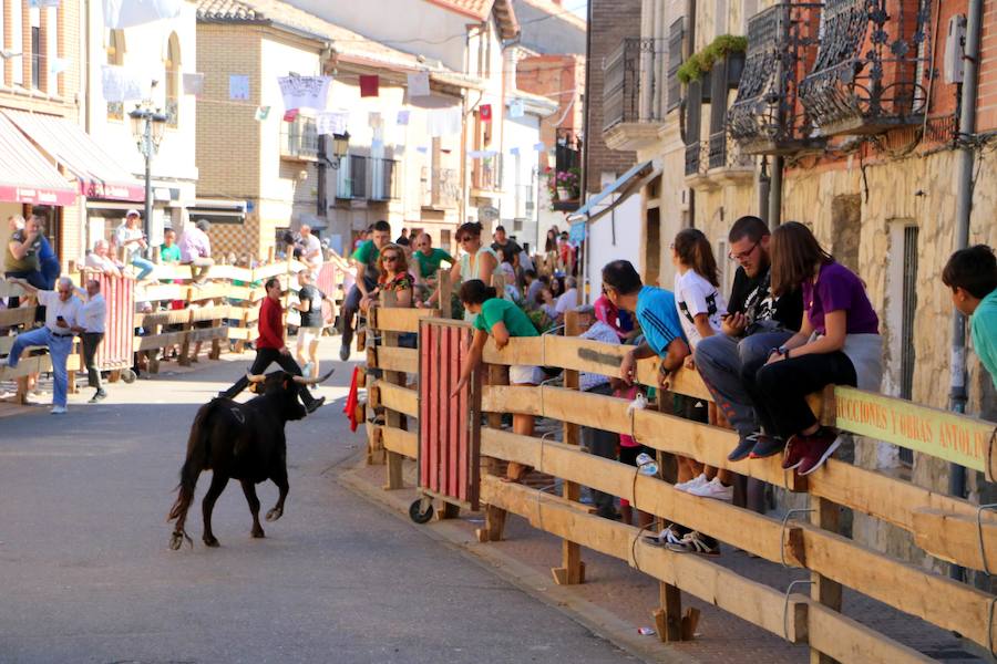 Torquemada vivió su jornada grande, con unos encierros que llevaron a las calles a jóvenes y mayores para disfrutar de los novillos. 