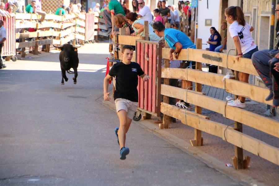 Torquemada vivió su jornada grande, con unos encierros que llevaron a las calles a jóvenes y mayores para disfrutar de los novillos. 