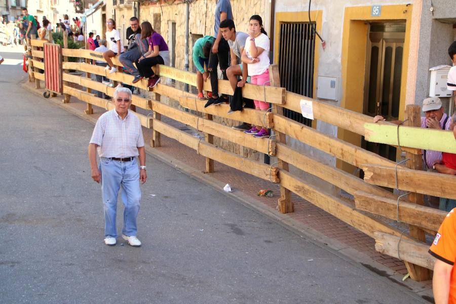 Torquemada vivió su jornada grande, con unos encierros que llevaron a las calles a jóvenes y mayores para disfrutar de los novillos. 