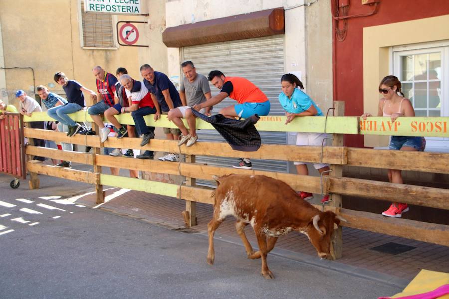 Torquemada vivió su jornada grande, con unos encierros que llevaron a las calles a jóvenes y mayores para disfrutar de los novillos. 