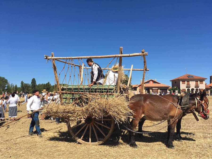 Castrillo de Villavega homenajeó al Cid durante la celebración de la Fiesta de la Trilla que se celebró el sábado 12.