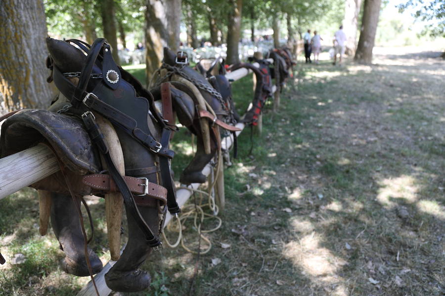 Castrillo de Villavega homenajeó al Cid durante la celebración de la Fiesta de la Trilla que se celebró el sábado 12.