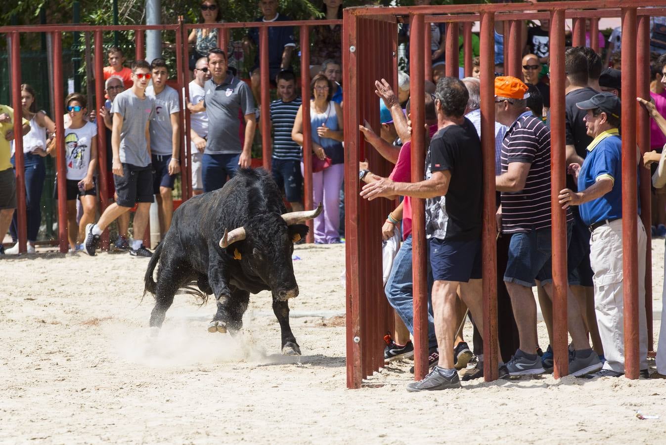 Encierro en las fiestas de Viana de Cega