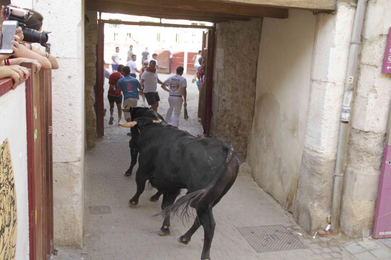 Encierro vespertino de Peñafiel