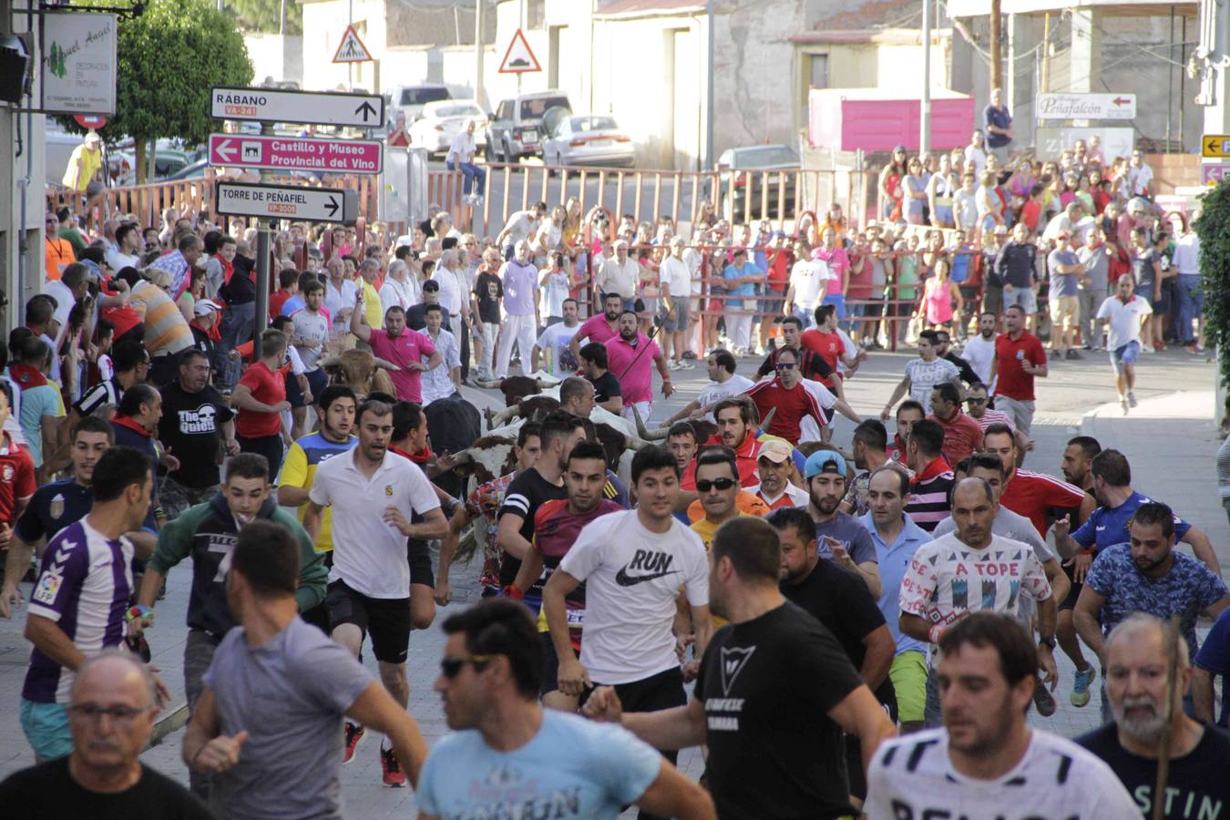 Encierro y posterior capea de las fiestas de Peñafiel