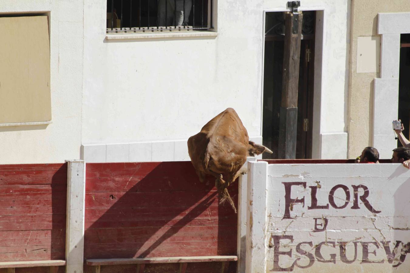 Encierro y posterior capea de las fiestas de Peñafiel