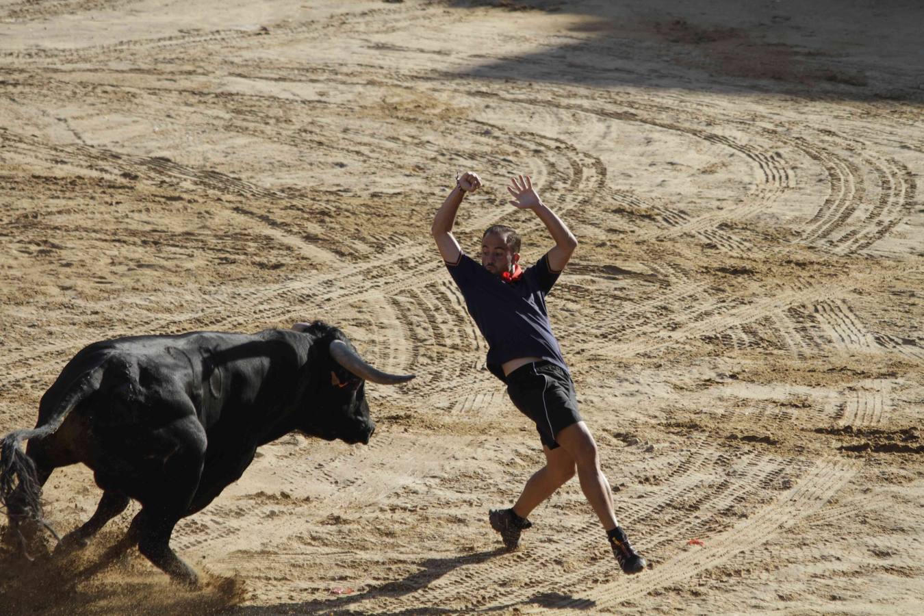 Encierro y posterior capea de las fiestas de Peñafiel