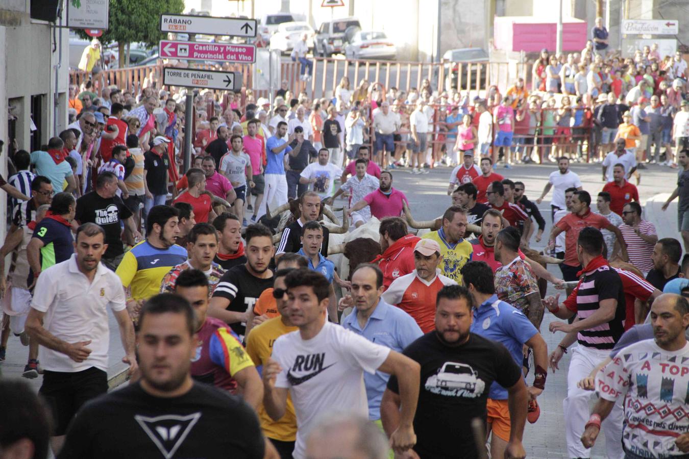 Encierro y posterior capea de las fiestas de Peñafiel