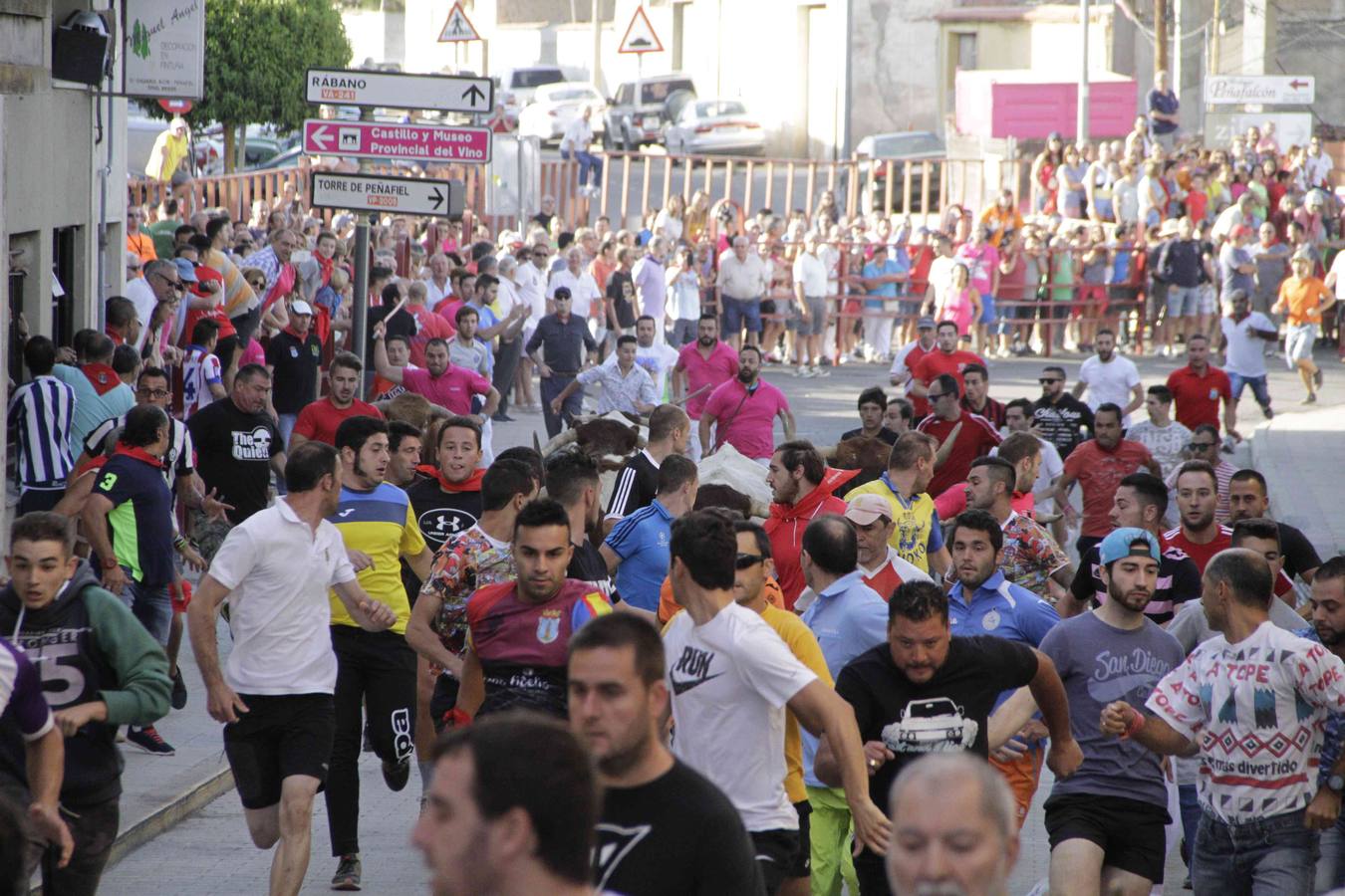 Encierro y posterior capea de las fiestas de Peñafiel